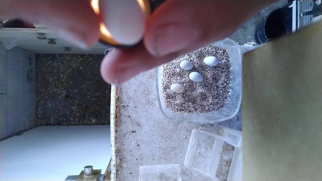 S1 eps 4 suivie d'élevage des diamants mandarin // la couvaison + mirage des œufs