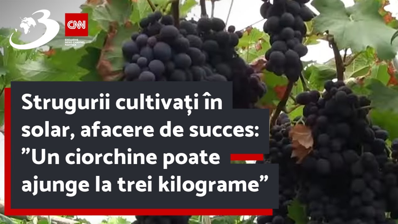 Strugurii cultivați în solar, afacere de succes: 