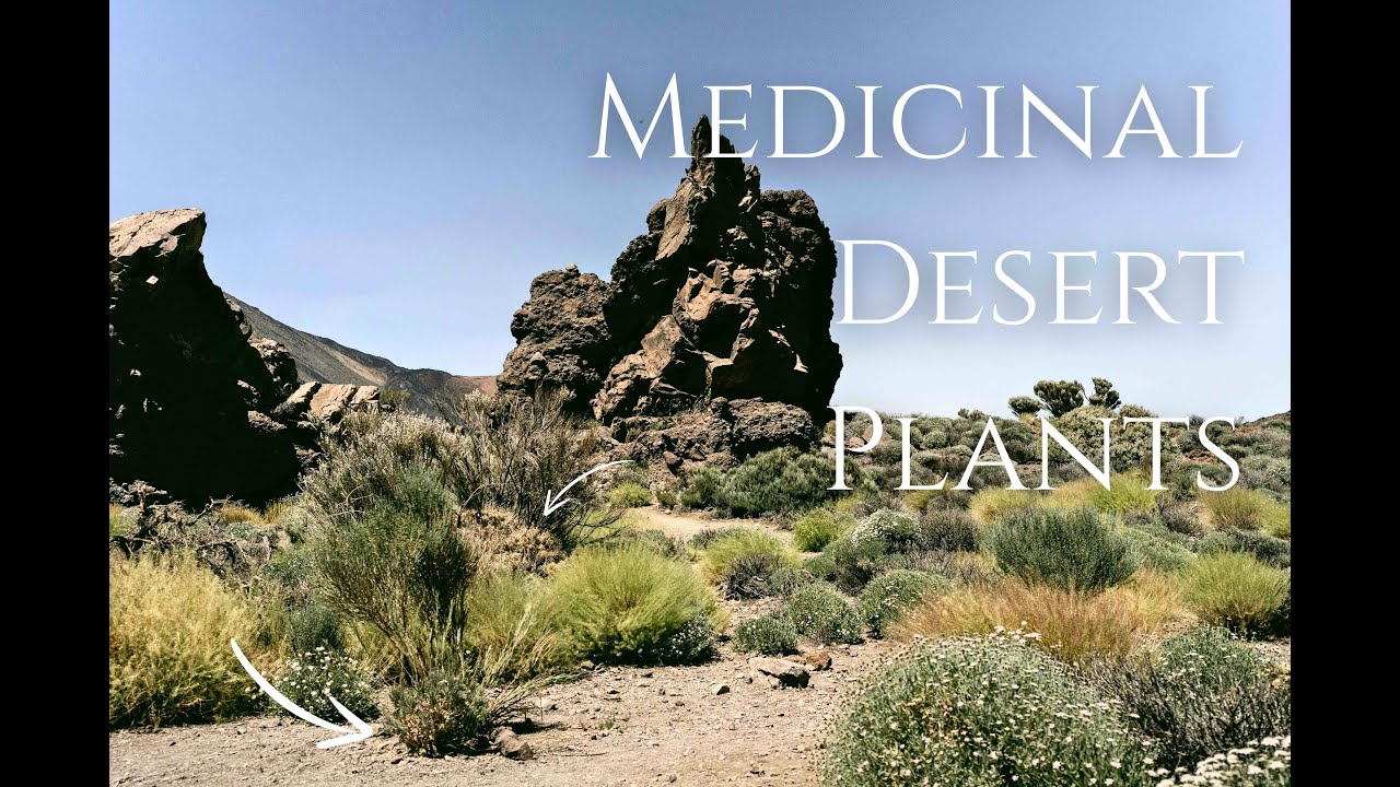 5 DESERT PLANTS You Didn't Know Were MEDICINAL