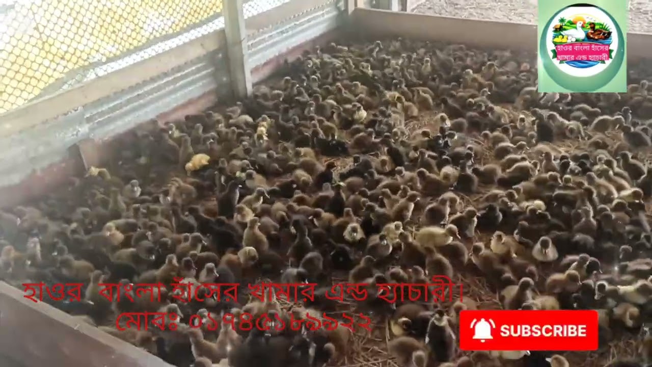০ বাচ্চা জাত কাখি ক্যাম্বেল কম দামে বিক্রি হবে। 