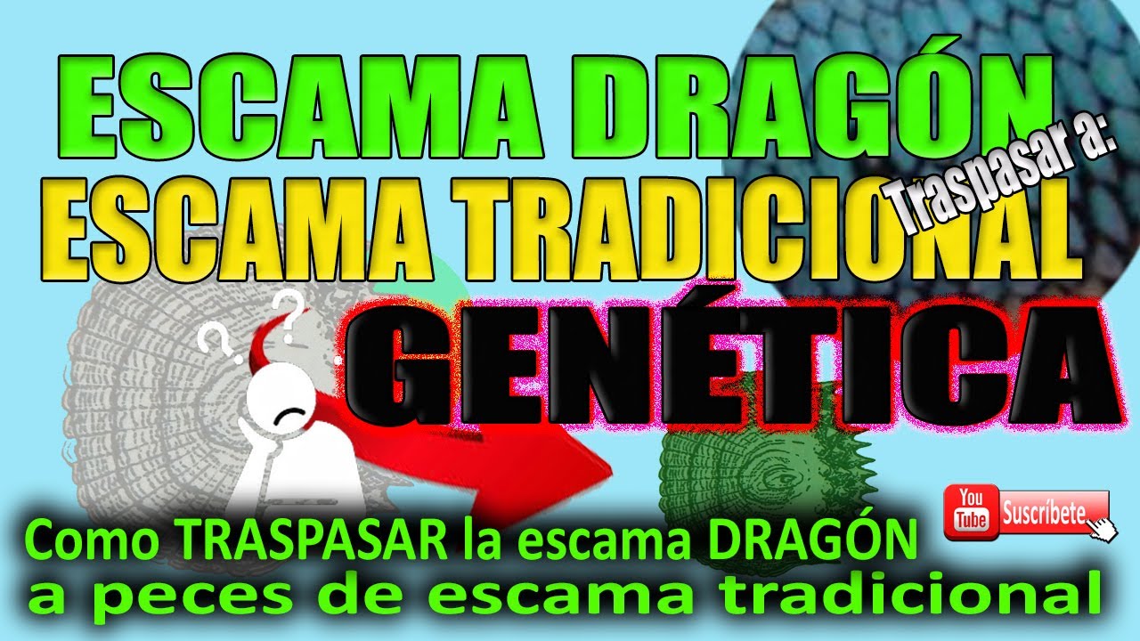 Como traspasar las escamas dragón a peces de escama tradicional. Genética,