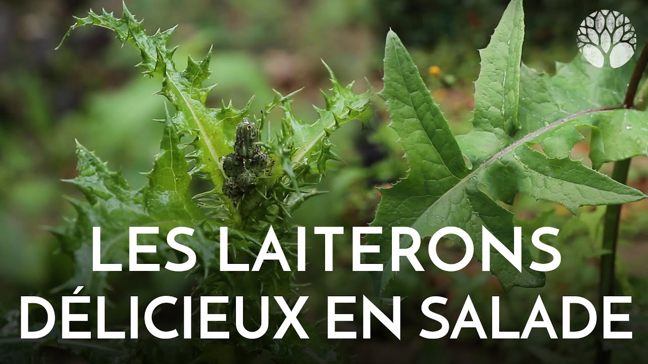 Les laiterons : délicieux en salade et cuits aussi !
