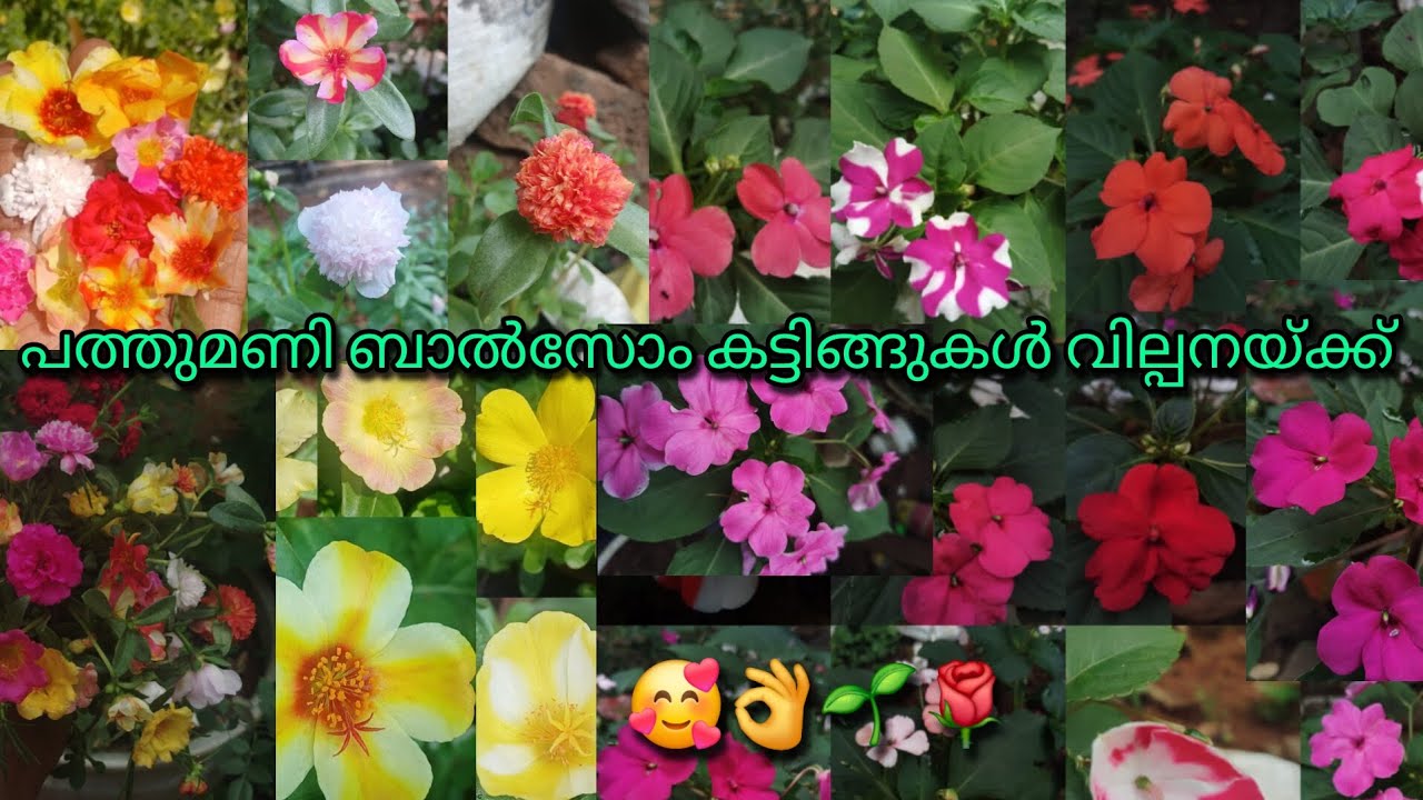 പത്തു മണി ബാൽസോം കട്ടിങ്ങുകൾ വില്പനയ്ക്ക് 🥰🌱🌹