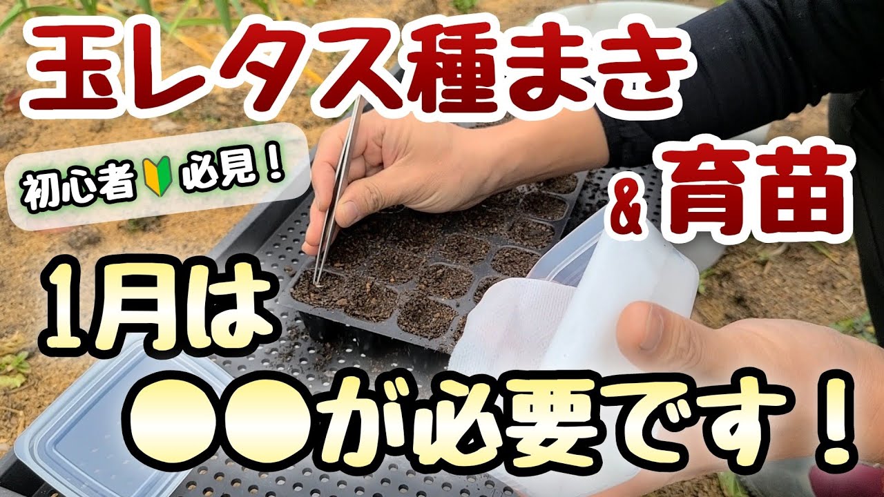 【玉レタスの栽培】1月の種まきと育苗のポイント(芽出し,保温,水やり)