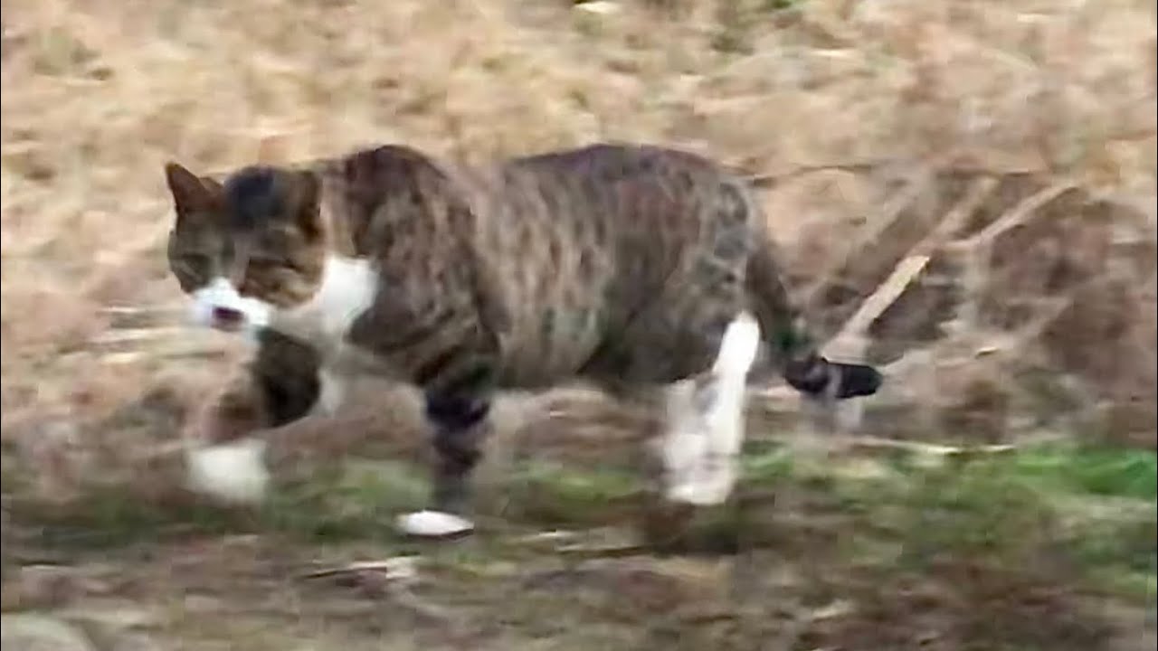 🍏😸📌2026年3月14日 wild cat ,野良猫,들고양이