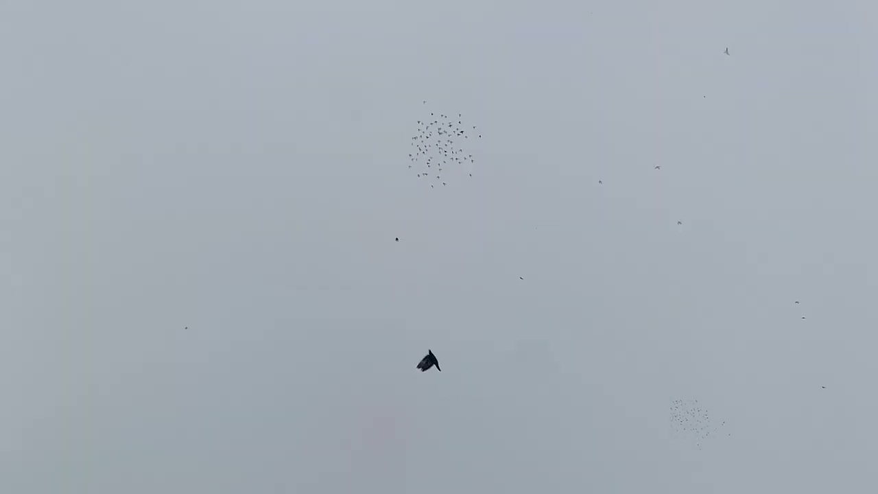 Co zgonie to jastrząb. Pozdrawiam 🔥🔥🔥.