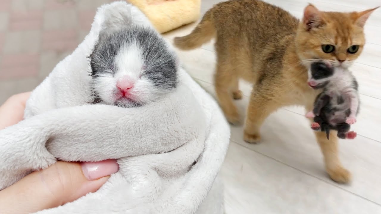 Первая встреча приемного котенка с мамой-кошкой. Будет она кормить и нести его или нет?