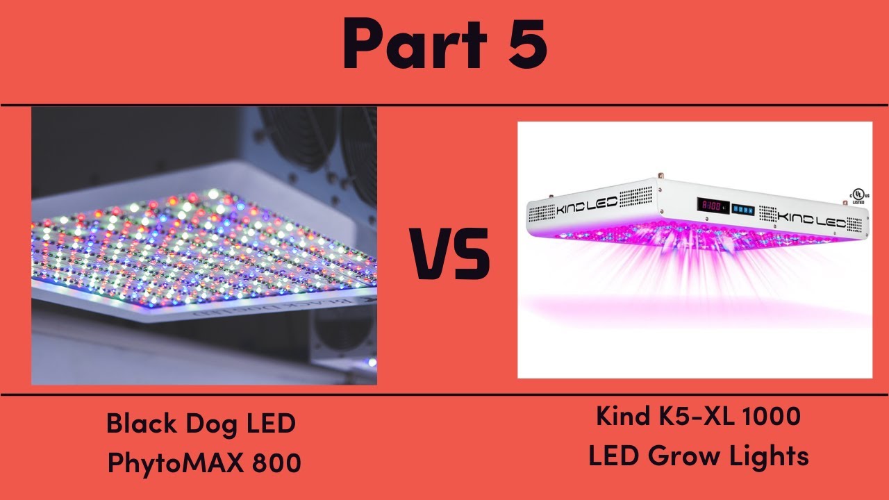 Black Dog LED PhytoMAX 800 vs. Kind K5-XL1000 LED Grow Lights - Part 5