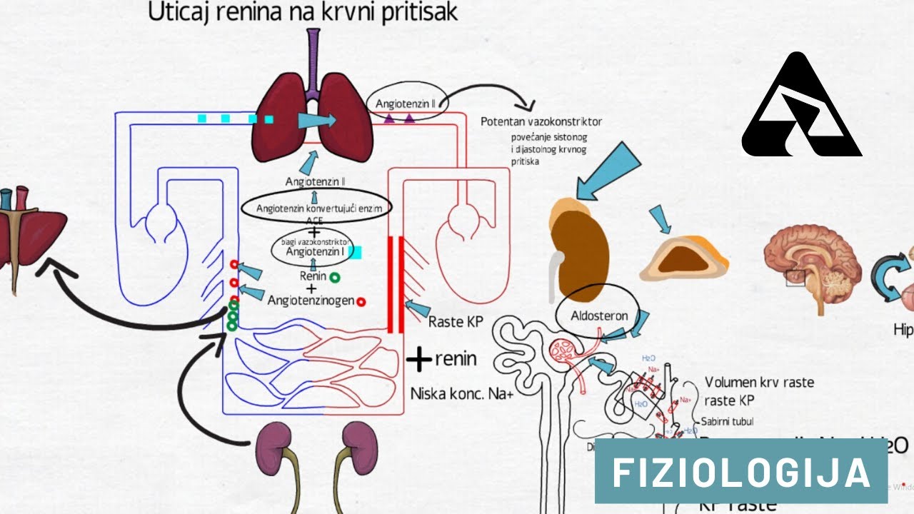 Regulacija krvnog pritiska ( Renin- angiotenzin- aldosteron- sistem)