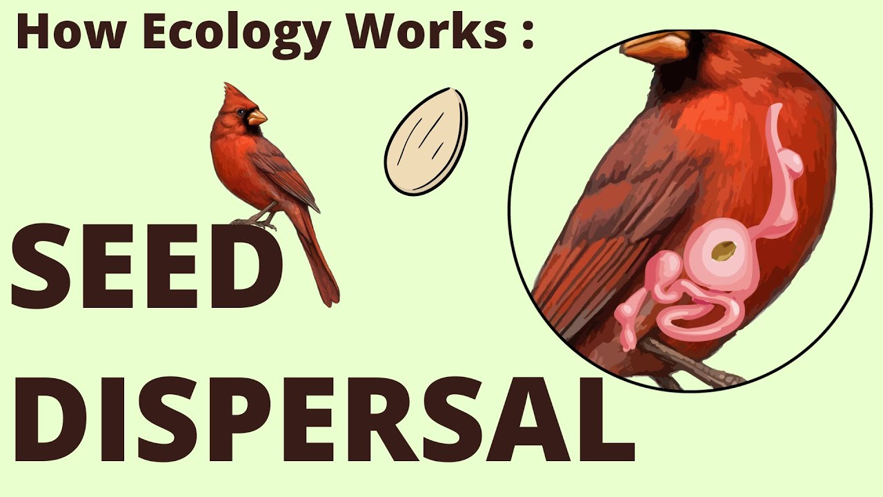 SEED DISPERSAL | How Ecology Works