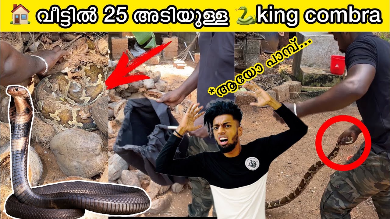 ഇത്രയും വലുപ്പമുള്ള പാമ്പോ🐍😱 സാഹസികമായി🐍പാമ്പിനെ പിടിച്ചു❌🚷