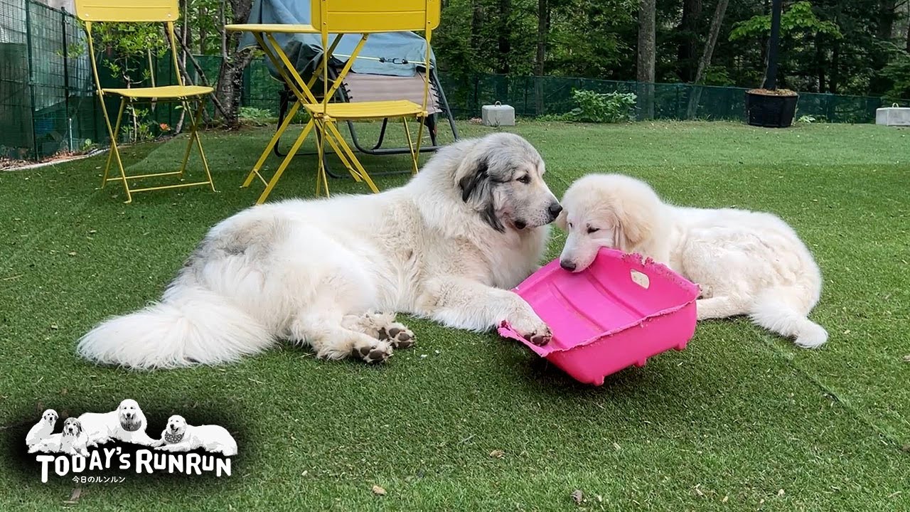 大好きなピンクのソリをリリーにもかじらせてやるベルです　Great Pyrenees　グレートピレニーズ