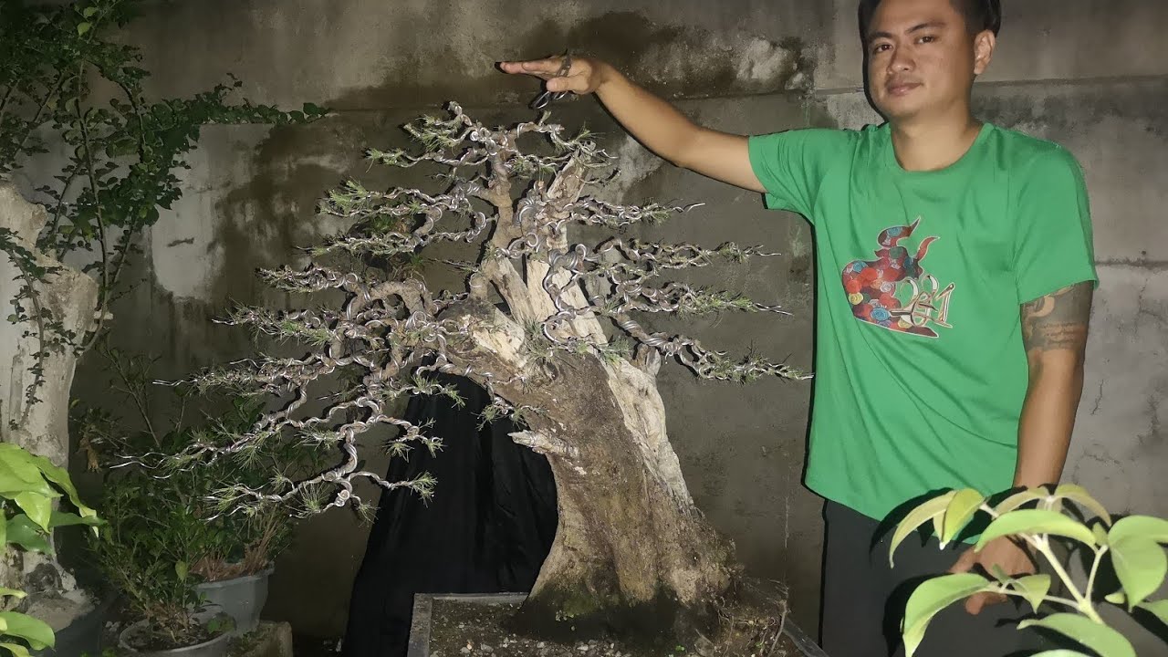 bonsai agoho update 2022 - bonsai trees for beginners - 