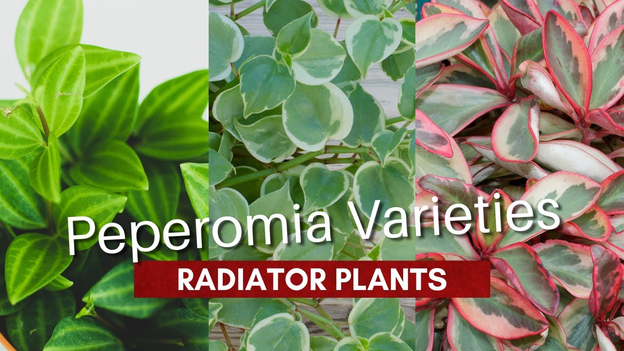 Peperomia Varieties | Types of Radiator Plants | MOODY BLOOMS
