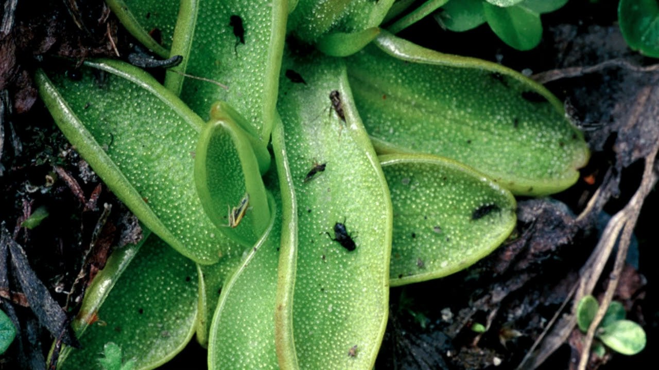 Butterworts - Pinguicula - #Butterworts #Pinguicula #Lentibulariaceae #plantsplanet #nature