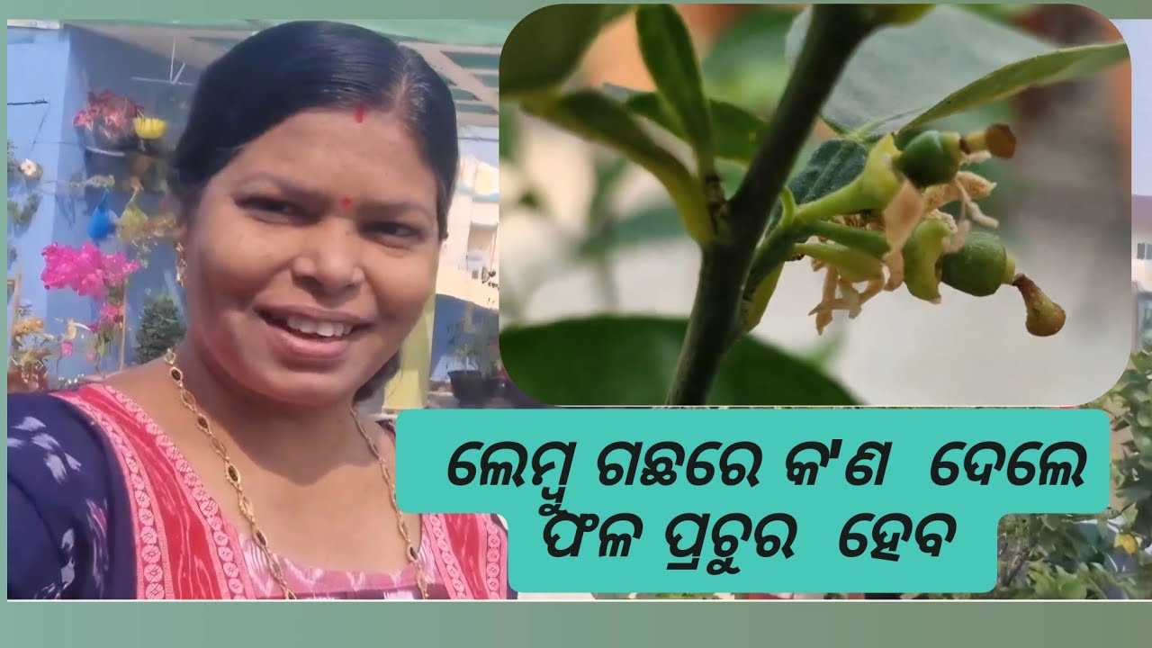 ଲେମ୍ବୁ के पौधे की ग्रोथ कैसे बढ़ाए? ये रहे 5 आसान उपाय | How To Increase The Growth Of Lemon Plant 