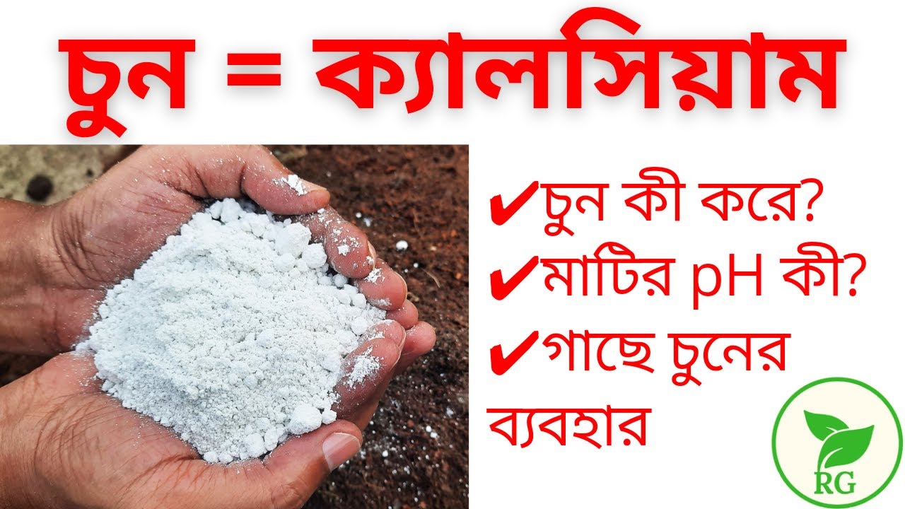 মাটিতে ফাংগাস?  গাছে ক্যালসিয়ামের অভাব? চুন দিয়ে সমাধান | Overcome Calcium Deficiency | RAJ Gardens