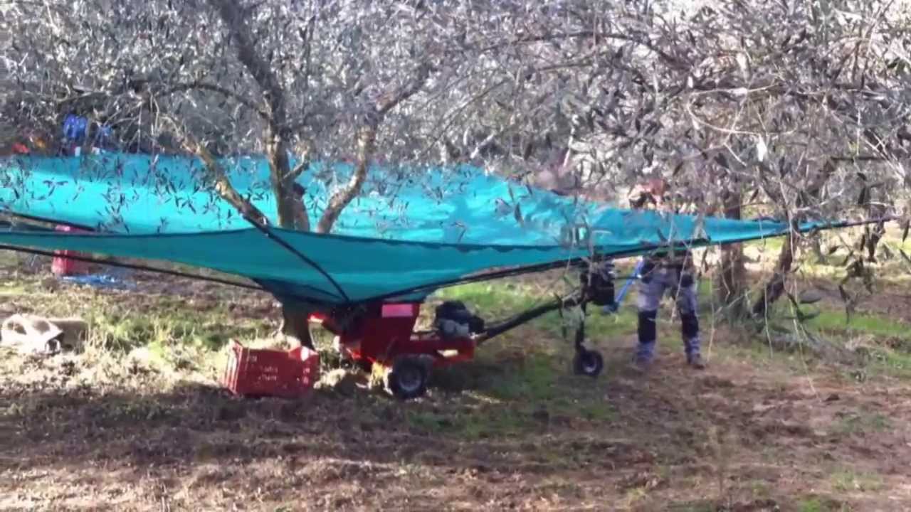 OlivSpeed Ombrello Manuale per raccolta olive   www.olivspeed.it