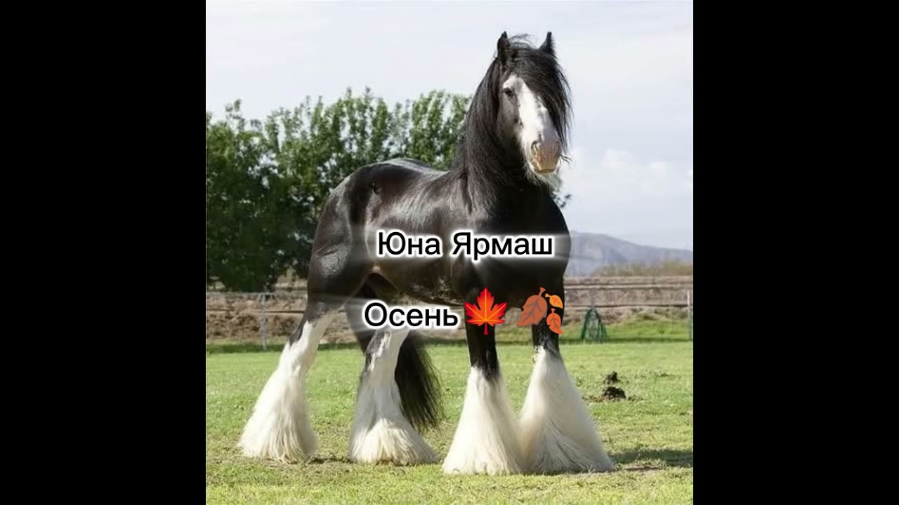 Цыганская Песня Осень Юна Ярмаш