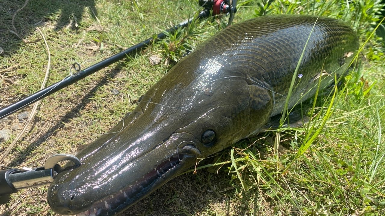 【バス釣り】してたら野池で1m超え最大サイズの怪魚捕獲。ブラックバス泳がせ釣りで衝撃映像。【池のヌシ】【ため池】【野池】【野生のアリゲーターガー】【浮き釣】【岡山】【釣り方解説】【１００万再生】