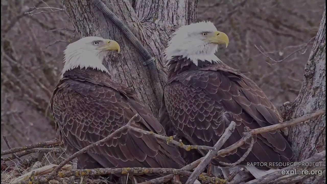 Decorah North Eagles 2-7-26 Unknown eagle joins DNF on the nest, she's not happy