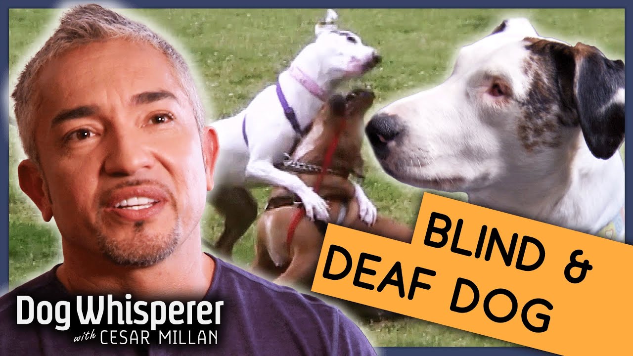 Cesar Millan Helps Heartbreaking Deaf-Blind Dog | S9 Ep 9 | Dog Whisperer
