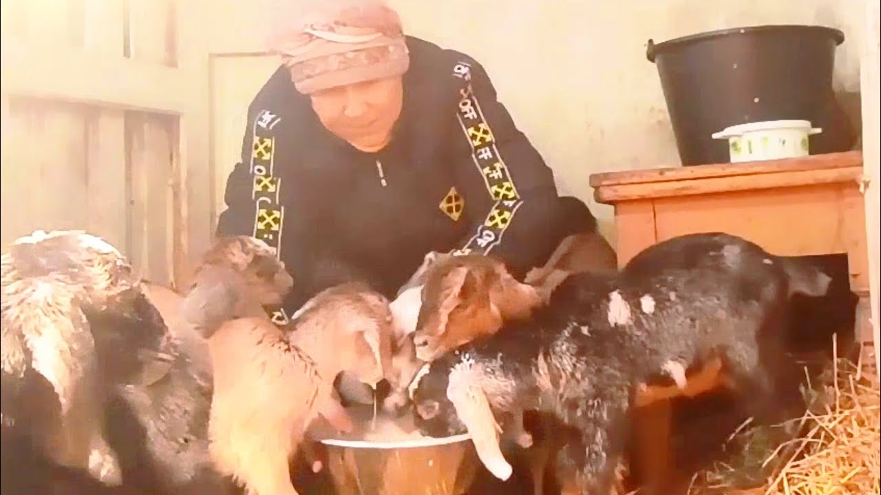 Две козы такую ОРАВУ 🐐🐐🐐не прокормят😱