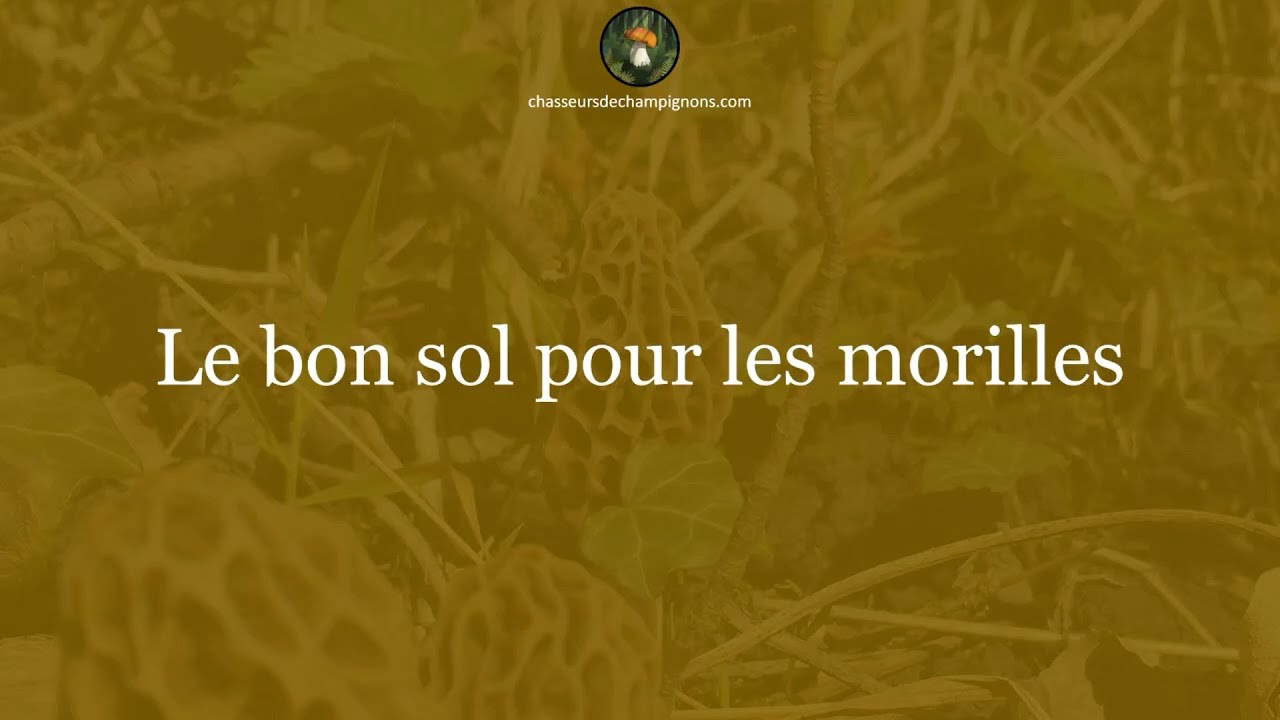Le bon sol pour les morilles - 1 minute pour comprendre