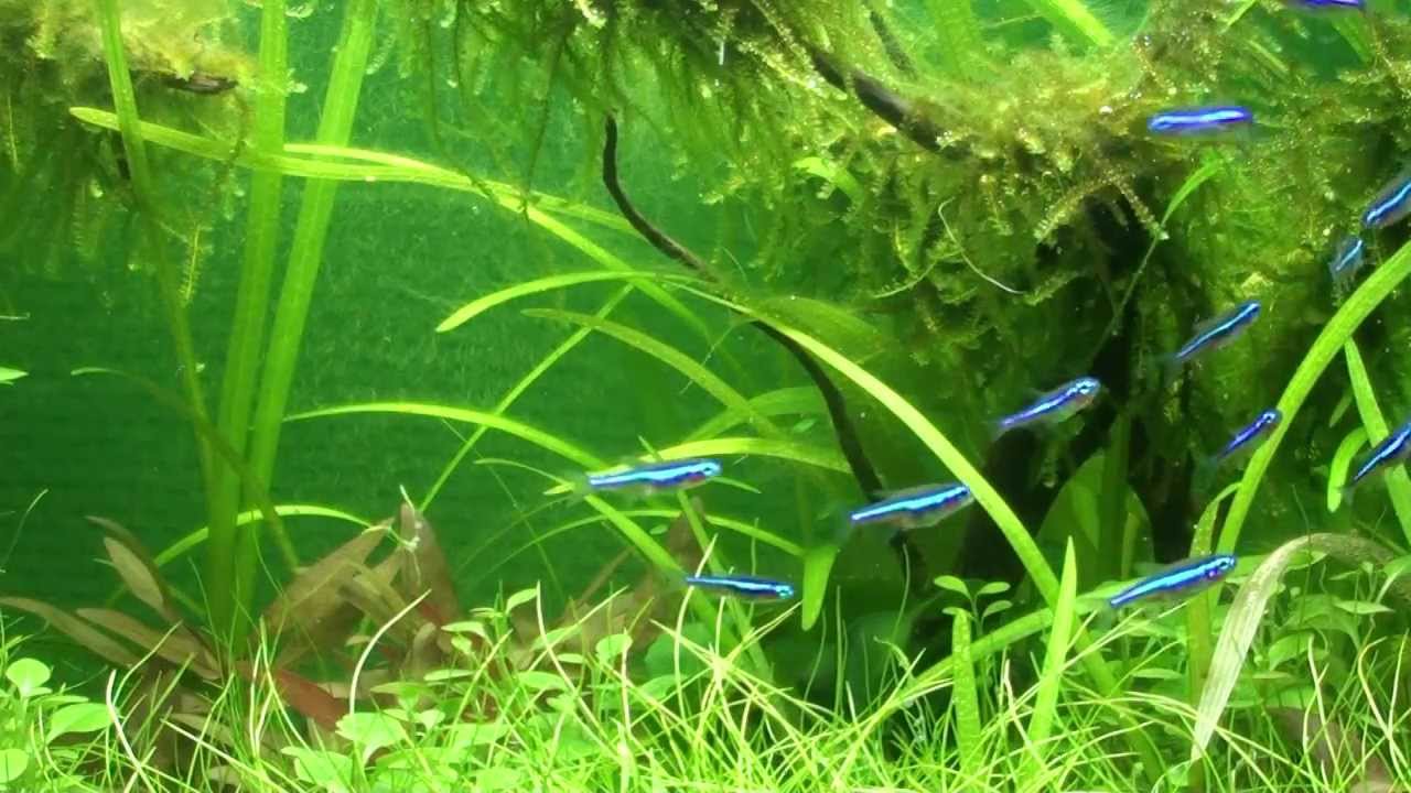My Green Neon Tetras