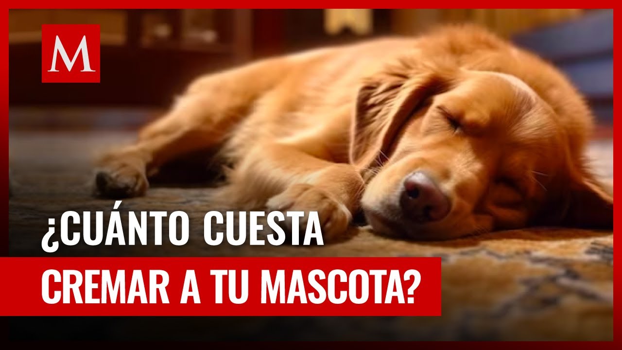 ¿Dónde y como cremar a tu mascota en la Ciudad de México?