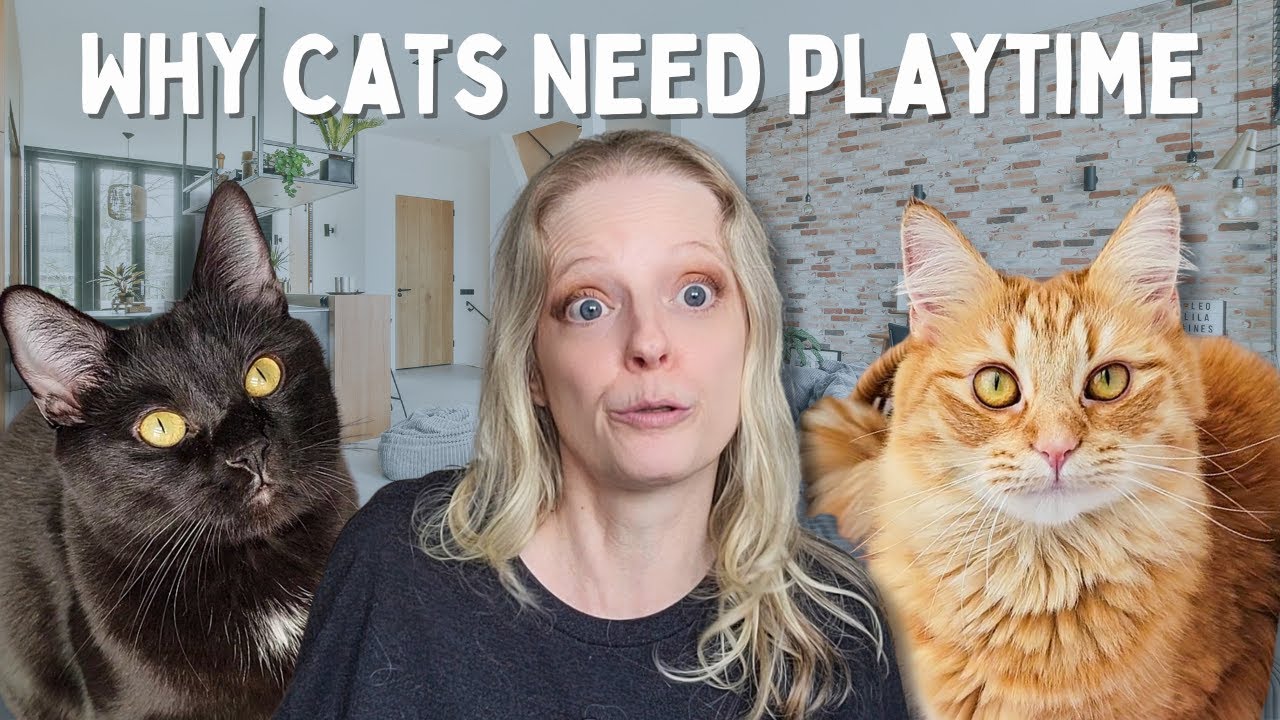 Interactive Play for Cats: How 10 Minutes a Day Changes Everything