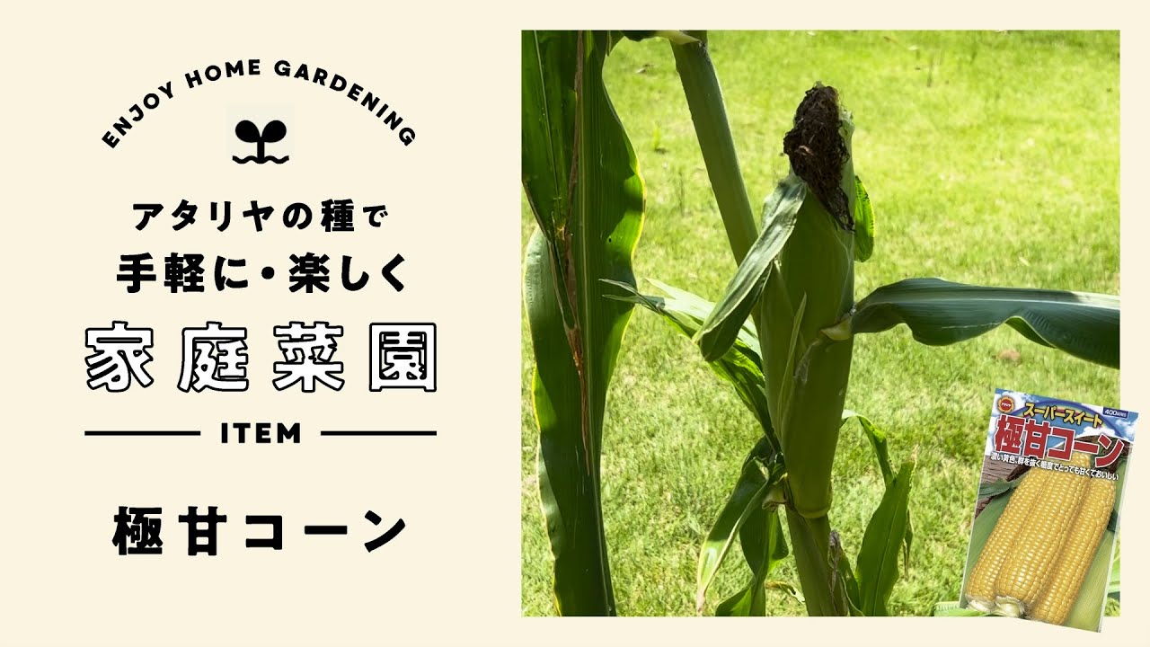 手軽に楽しく家庭菜園 極甘コーン