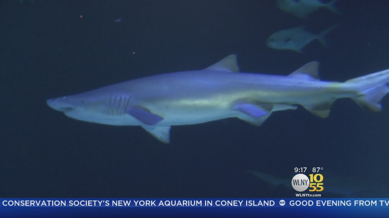 New York Aquarium's New Shark Exhibit