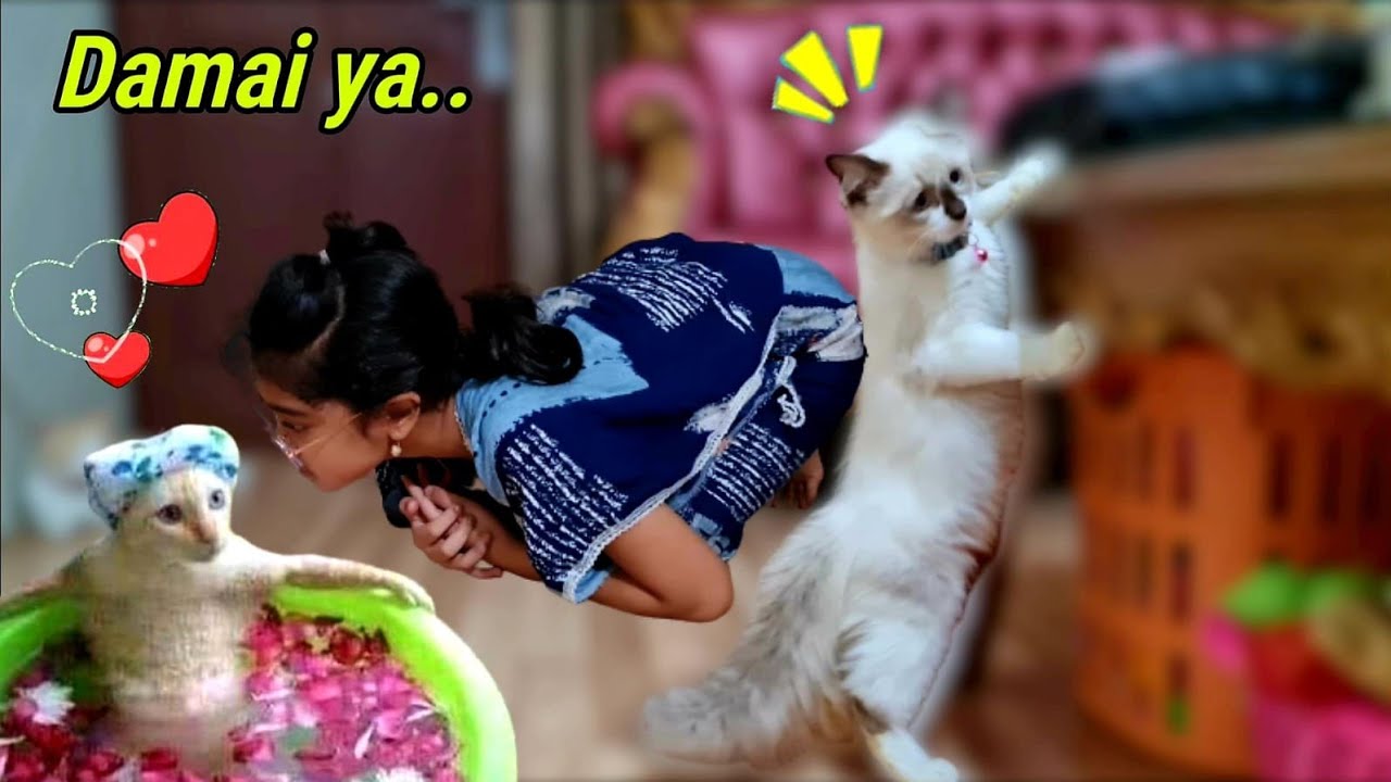 Damai ya 😻.. Akhirnya Kucing Marco VS Kucing Mochi Bertemu Lagi ❤️ Kucing Lucu Imut