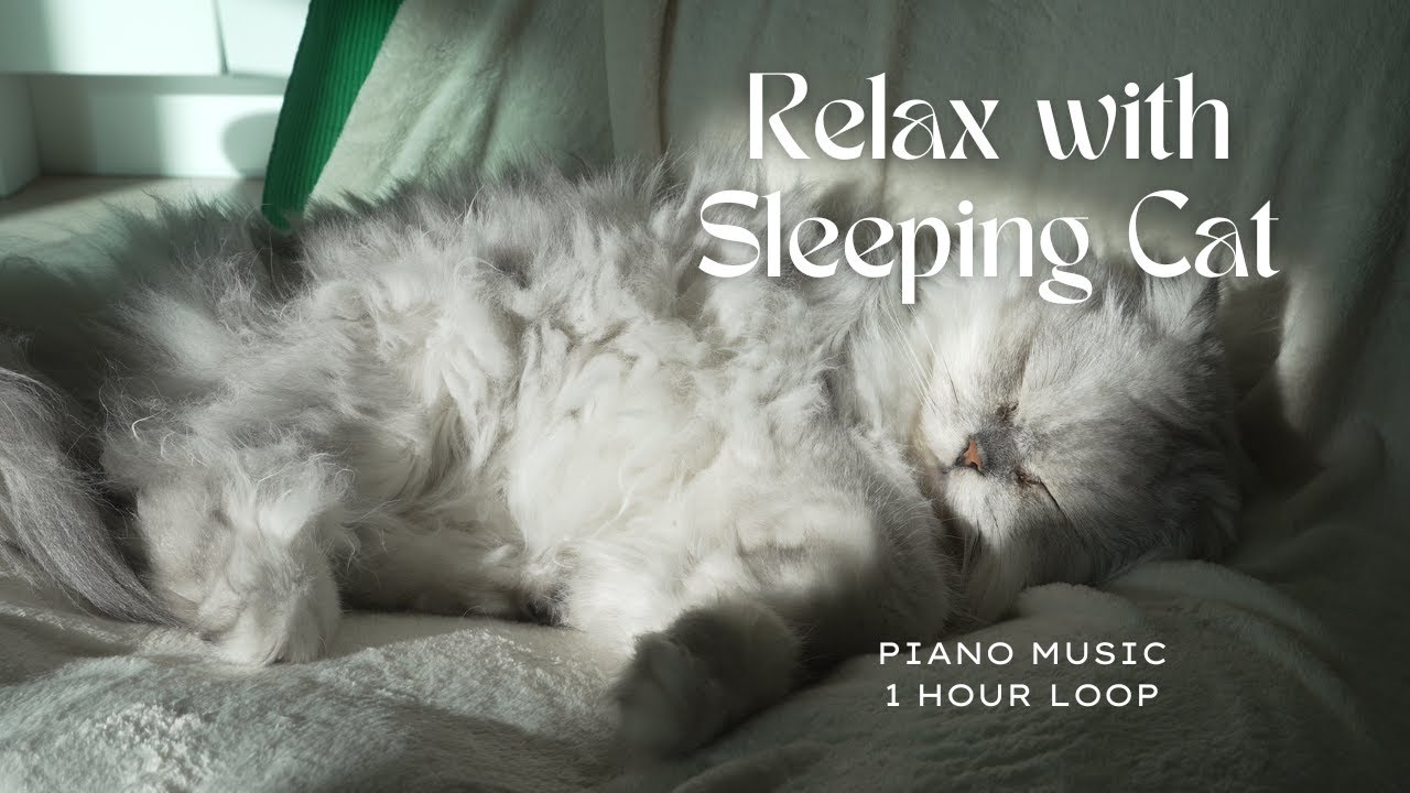 Warm sunlight with Sleeping Cat | 1 Hour Loop | Relaxing Piano Music