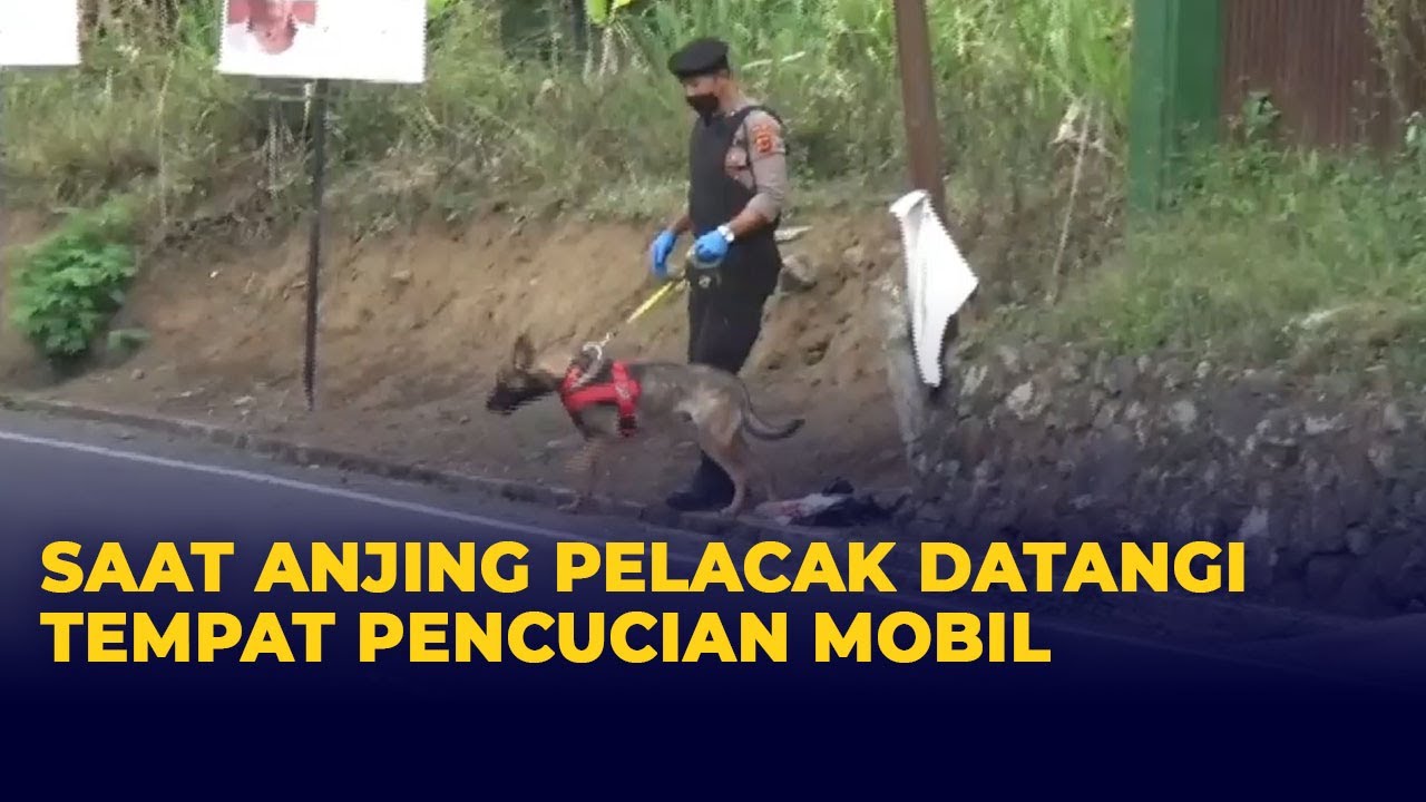 Saat Anjing Pelacak Datangi Tempat Pencucian Mobil terkait Kasus Pembunuhan Ibu-Anak Subang