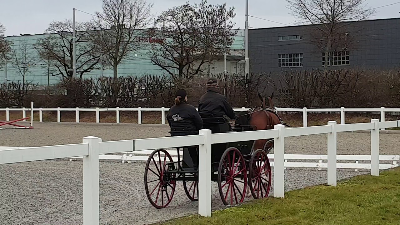 FEI Driven Dressage 2* HP1