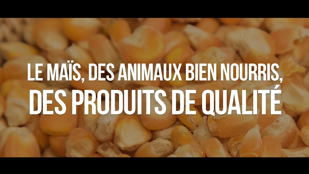 Le ma&iuml;s, des animaux bien nourris, des produits de qualit&eacute;
