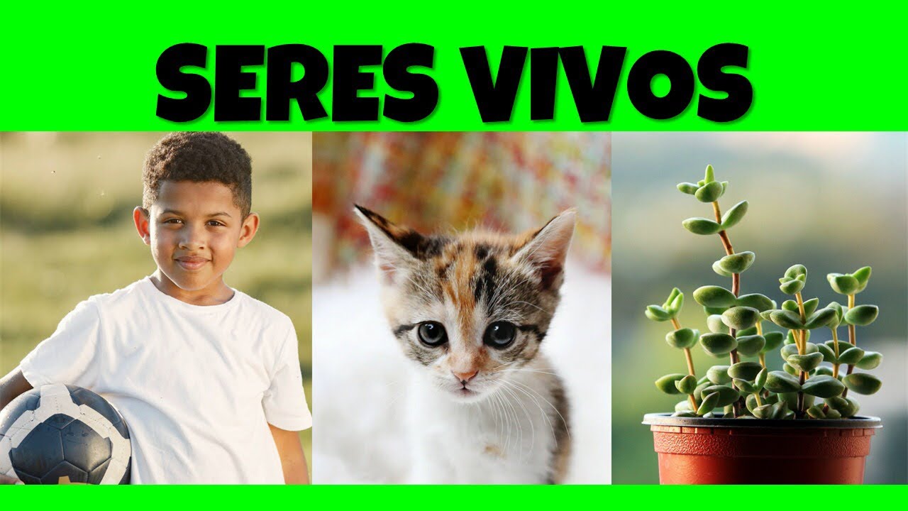Seres vivos - V&iacute;deo educativo - EF02CI04