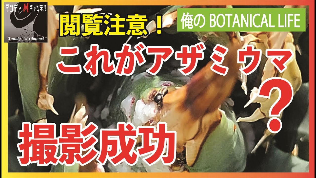 【閲覧注意】アガベの大敵アザミウマ？の撮影に成功　ガッツリ見せます！つまり俺のユタエンシス・エボリスピナがやられたってことです