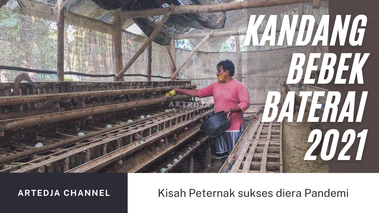 TERNAK BEBEK PETELUR KANDANG BATERAI | kasih sarapan sambil panen telur