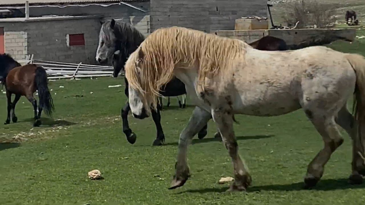 Wild Horses of Livno, Bosnia