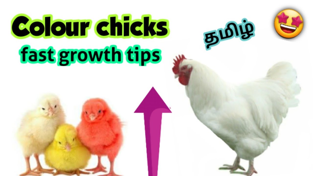 Colour chicks fast growth tips | All about Colour chicks | Colour chicks tamil | #subscribe #fish