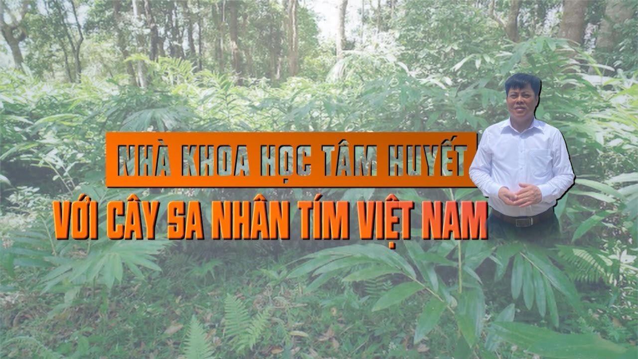 Nhà Khoa học tâm huyết với cây sa nhân tím Việt Nam | VTC16