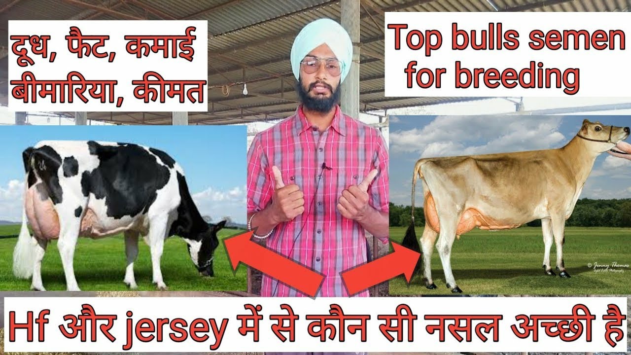 Hf और jersey में से कौन सी नसल अच्छी है।best cow breed and semen। Veer dairy farm।