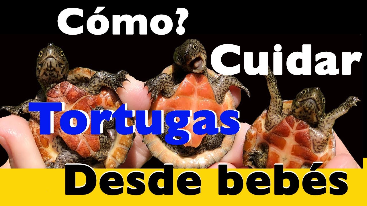 Tortugas sanas y creciendo sin morir en el intento