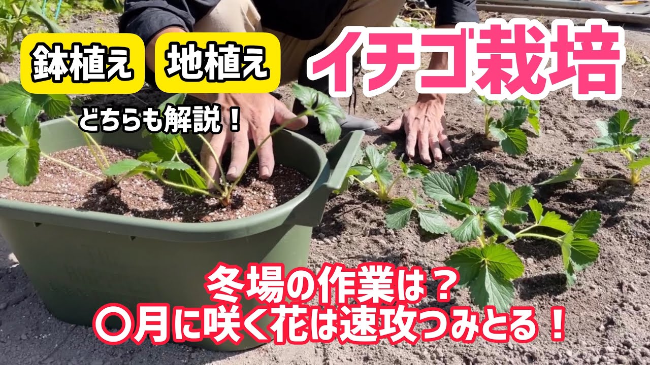 【野菜】イチゴを育てよう！植え付け〜日ごろの管理、冬・春先の管理