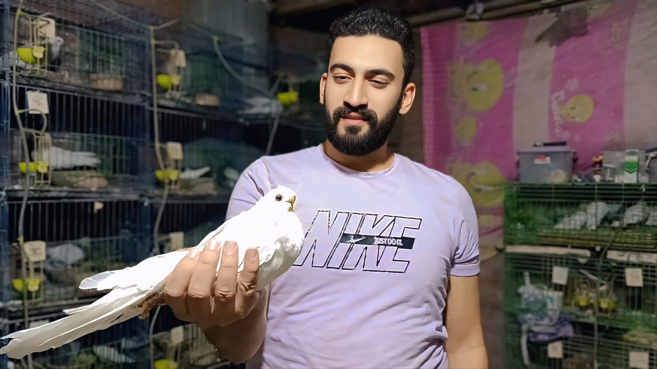 الغيه مآل هارون وصبر ايوب وعمر نوح 🕖⏳🕊️والحمام عامل زي طبق الفاكهة المشكله  🍓🍌🍇🥭