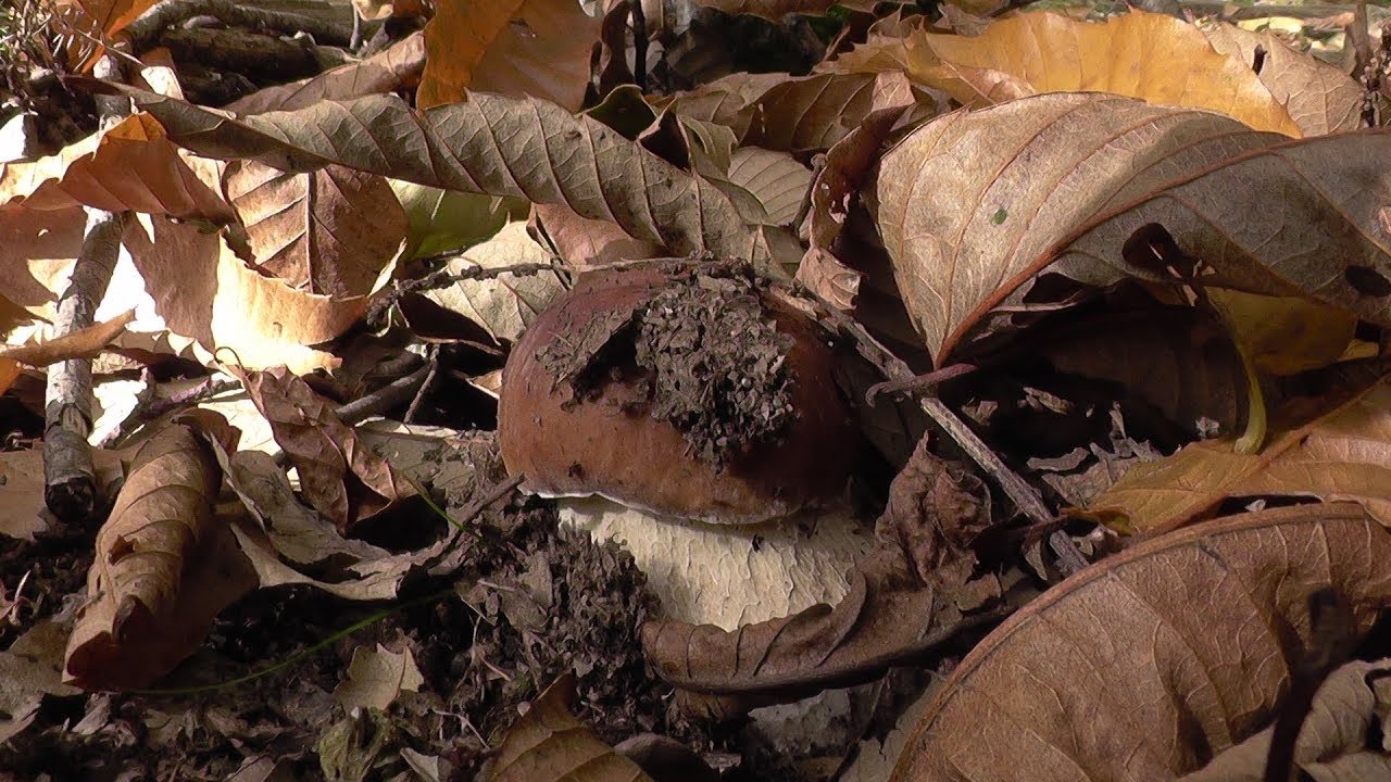 Boletus edulis bajo castaño en noviembre de 2018