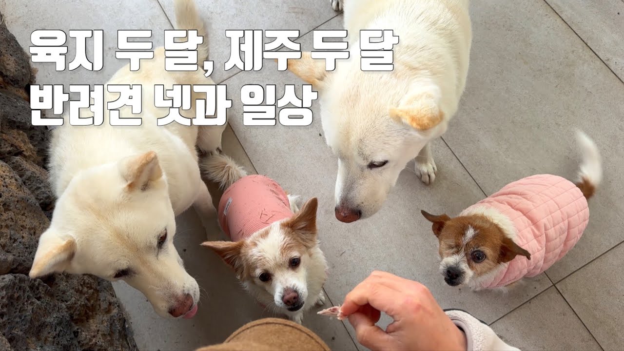 왕복 12시간이 힘들지만 반려견들과 제주-육지를 이동하며 사는 이야기 